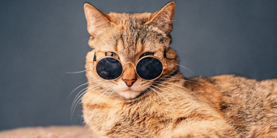 Mačak sa naočarima zapalio internet: Zbog 1 pogleda proglasili ga kraljem TikToka (VIDEO)