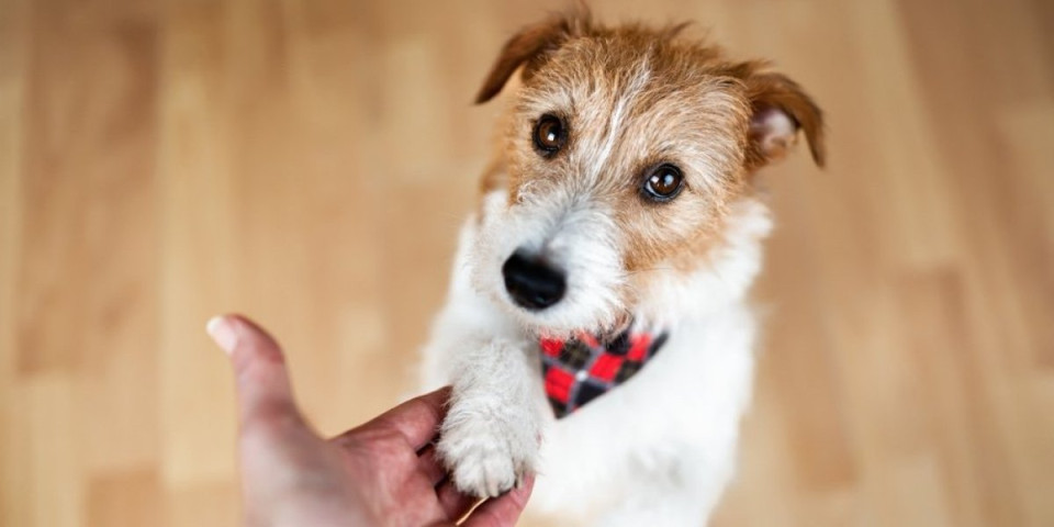 Veterinarka otkriva istinu: Ovo su 4 stvari bez kojih vaš pas nikada neće biti srećan