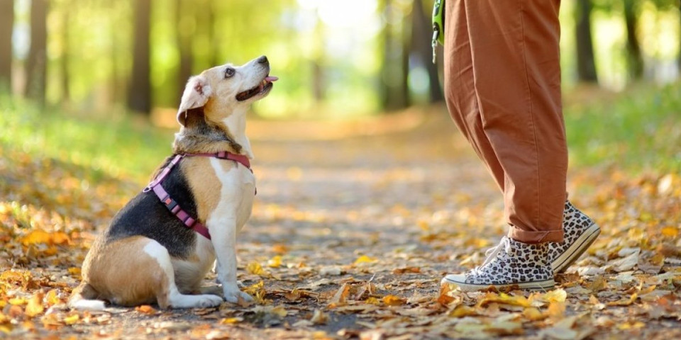 Ovako najlakše dresirajte vašeg psa: Trikovi za 5 osnovnih komadni - naučiće začas