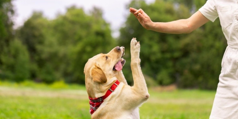 3 rase pasa koje se najviše igraju: Unose radost u svaki dom, al trebaće vam brdo energije