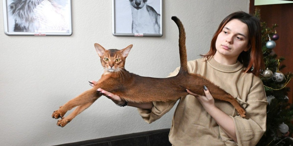 Proglašena najlepša mačka na svetu: Prava krznena lepotica sa savršenom građom i dlakom nestvarne boje (FOTO)