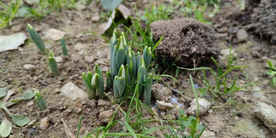 Čuda prirode: Čim je sneg okopnio, ona izronila