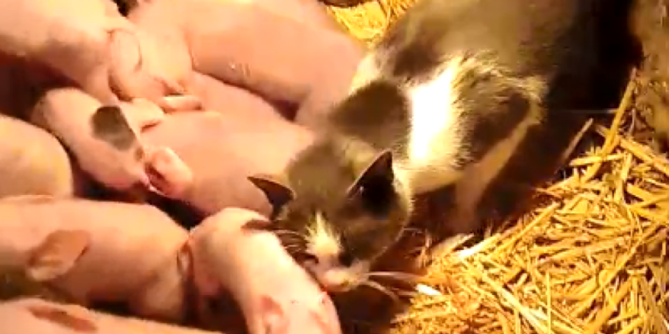 Nesvakidanji prizor u selu na Suvoj planini: Mačka se ponaša ko da je prase (VIDEO)