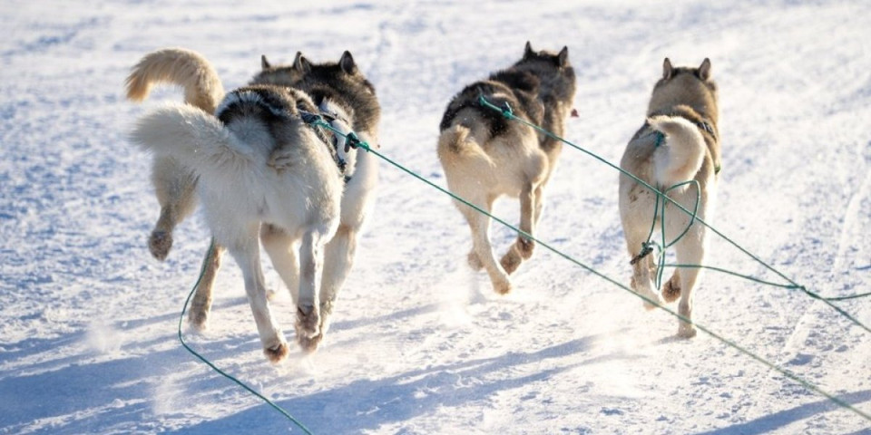 Au... Trampov čovek brutalno ponižen: Ne sme ni blizu pasa - Grenland uputio jasnu poruku