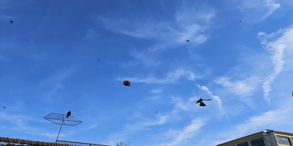 Simbolika ili nešto više: Jato ovih ptica godinama dolazi uoči plivanja za Časni krst u Nišu