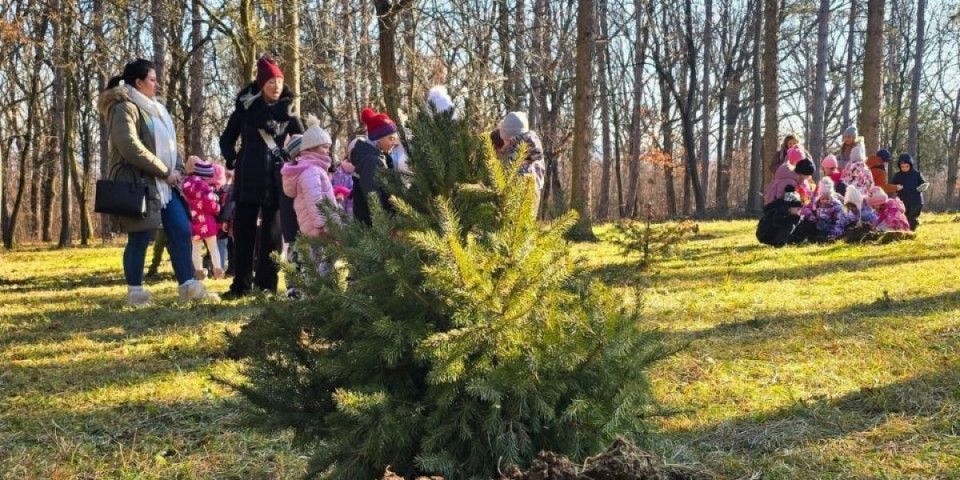 Podmladili park: Prvog dana posađeno 13 novogodišnjih jelki