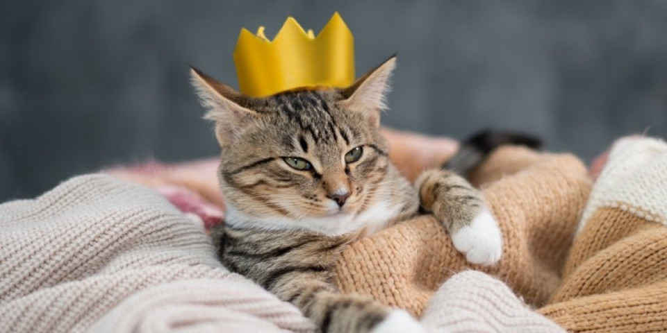 Ako se vaša mačka stalno greje uz radijator, ovo joj hitno treba  (FOTO)