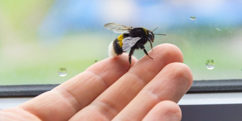 Šta znači kada vam pčela leti stalno oko kuće? Nosi poruke koje ne smete propustiti