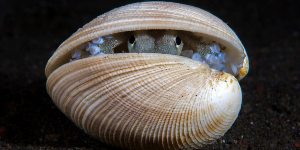 Umesto bisera, šok: Školjke i konzerve koristi kao sklonište, a ovu biljku obožava - Evo o kome je reč