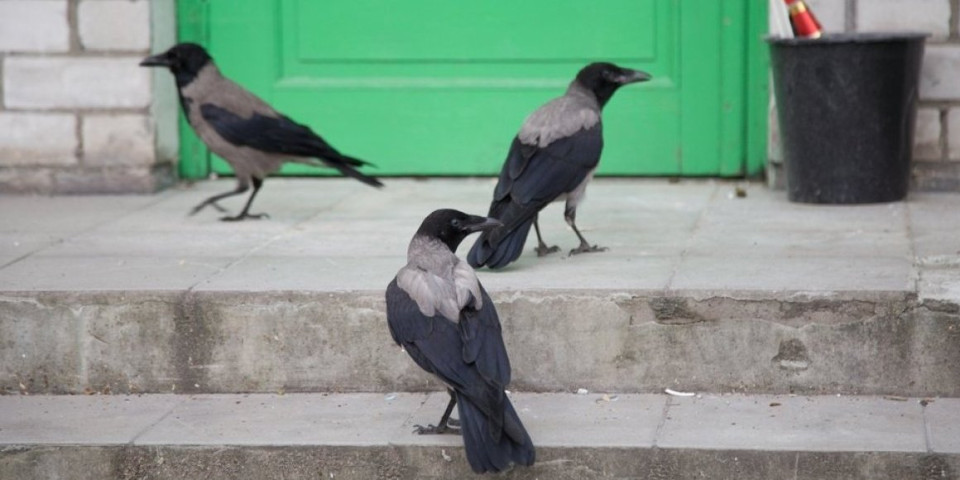 Vrane koje čiste grad? Da, i to u Švedskoj - video koji će vas naterati da se zapitate (VIDEO)