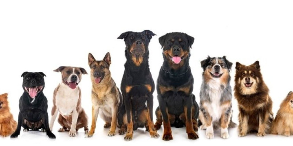 3 najgore rase pasa: Ni sam đavo im nije ravan - teško se pripitomljavaju