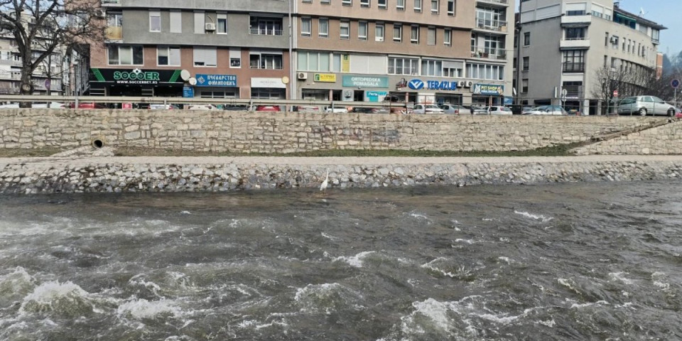 Zagazila u reku i ne pomera se: Prizor na Đetinji zaustavio prolaznike (VIDEO)