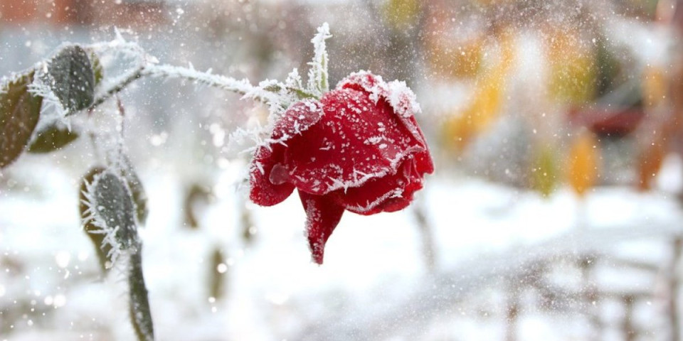 Ruža koja cveta i u snegu: Zimski cvet koji ulepšava svaku baštu - raste kao iz vode (FOTO)