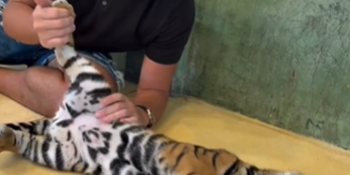 Viktor Živojinović sa tigrom