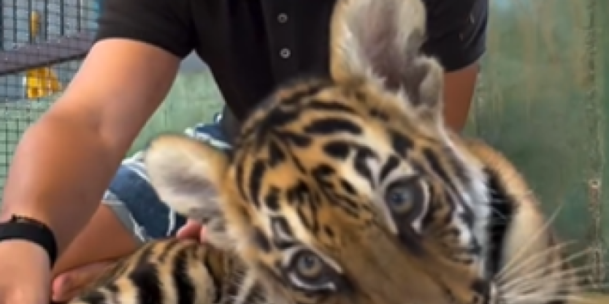 Viktor Živojinović sa tigrom