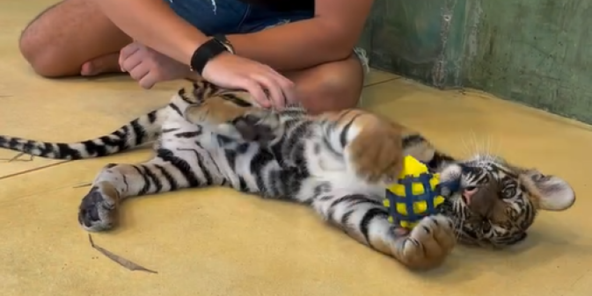 Viktor Živojinović sa tigrom