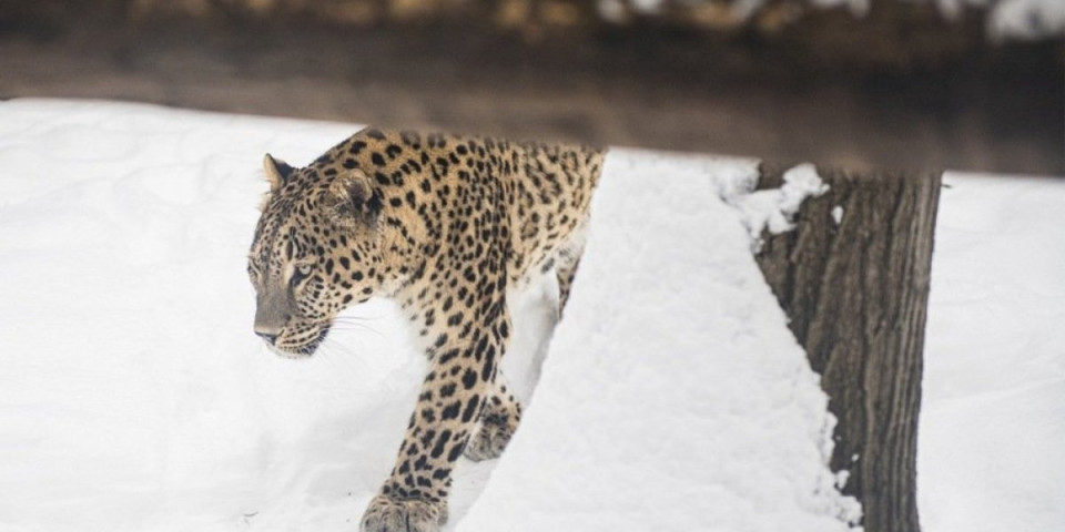 Krvava drama na snegu: Zver napala turistkinju, jezivi snimak obilazi svet (VIDEO)