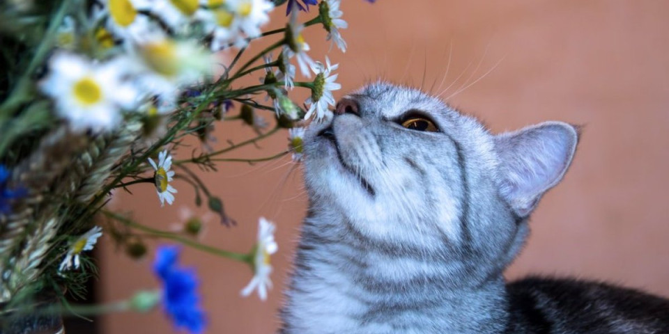 Najotrovnija kućna biljka za mačke: Izaziva otkazivanje bubrega u sekundi i smrt