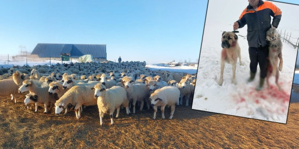 Rane junačke zarastaju! Pas kangal ubio vuka da zaštiti stado Ajaz je neprikosnoveni čuvar