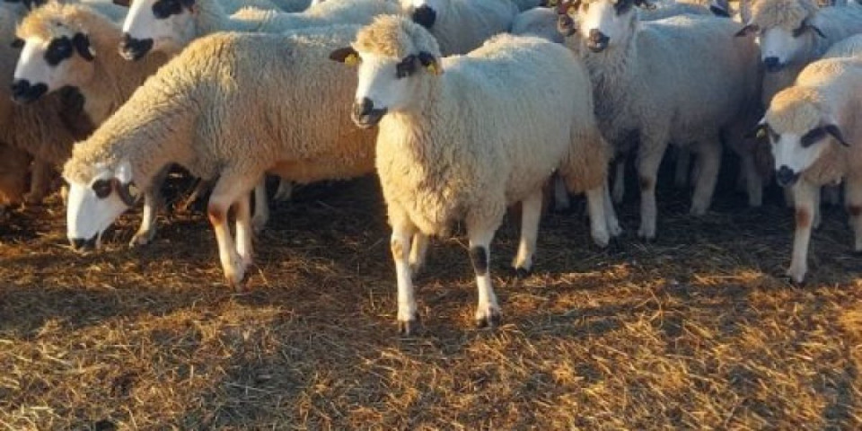 Potvrđeno žarište boginja ovaca i koza: Hitno se oglasile nadležne službe