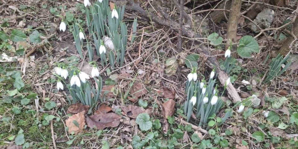 Svi se čude kad ih vide: A ima ih i u Beogradu