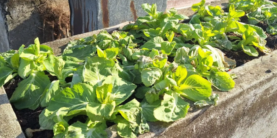 Kinezi u Nišu i dalje "dele lekcije": Posadili povrće u žardinjere ispred tržnog centra