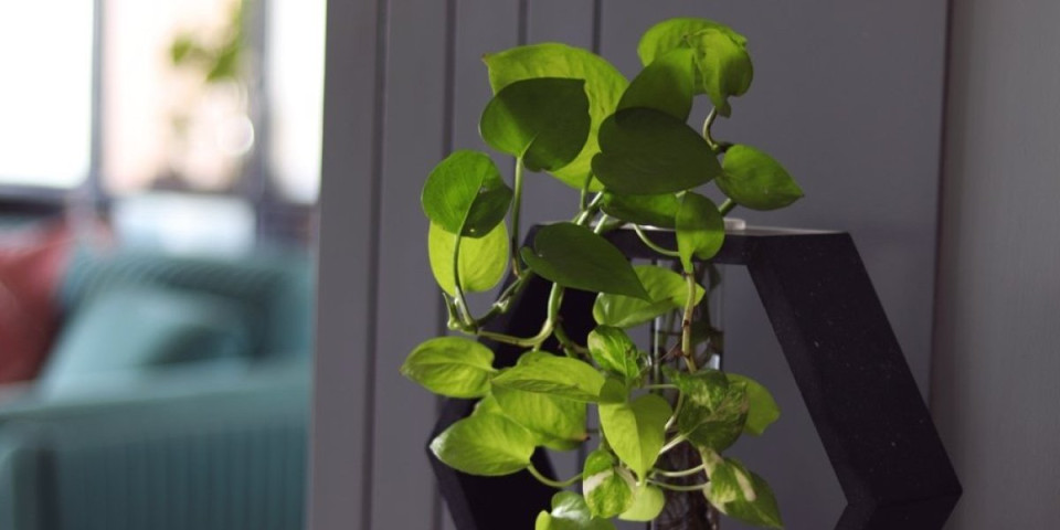 Biljka koja donosi brdo para: Evo gde treba da stoji u kući (FOTO)