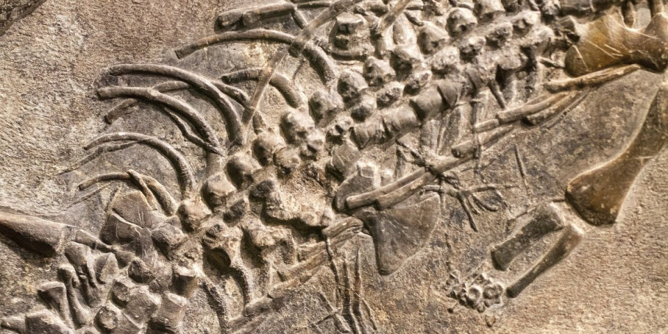 Koliko očiju su imali prvi kičmenjaci? Ovaj broj će vas iznenaditi, naučnici šokirani