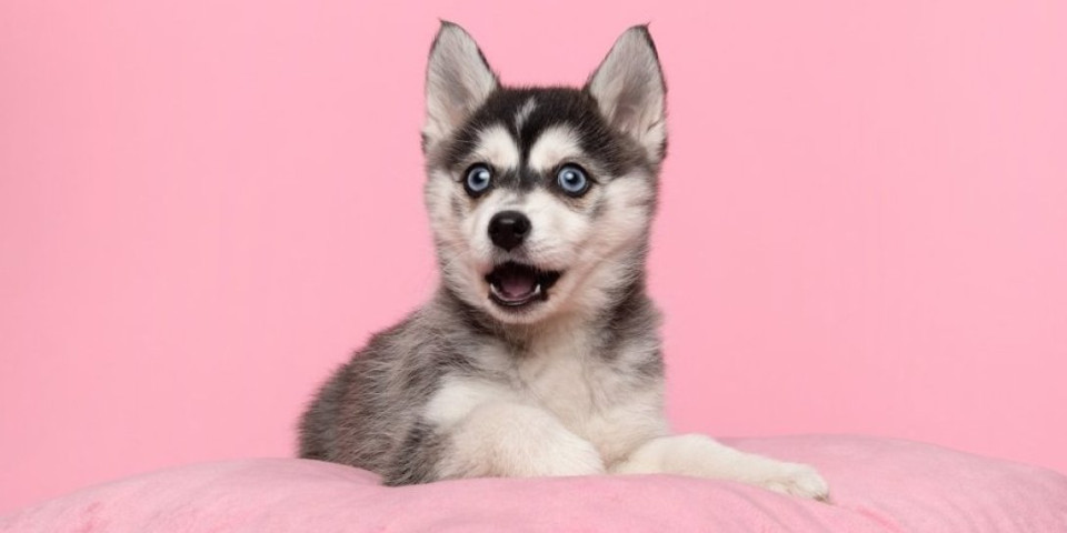 Najčudniji nazivi rasa pasa - zvuče kao šala, a svi ih obožavaju (FOTO)