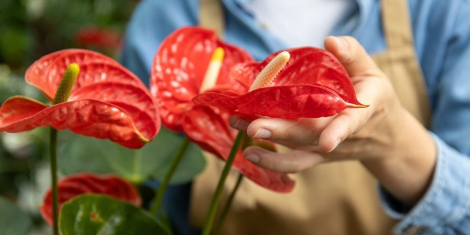 Jedna šaka i anturijum cveta kao lud: Biljka koja traje godinama uz čudotvoran eliksir