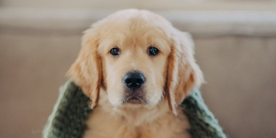 Pas se posle šetnje teturao i padao: Vlasnica u panici, dijagnoza sve ostavila bez teksta (VIDEO)