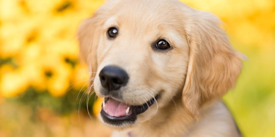 Mali pas upao vlasnici u kadu: Urnebesan snimak nasmejao milione i zapalio mreže (VIDEO)