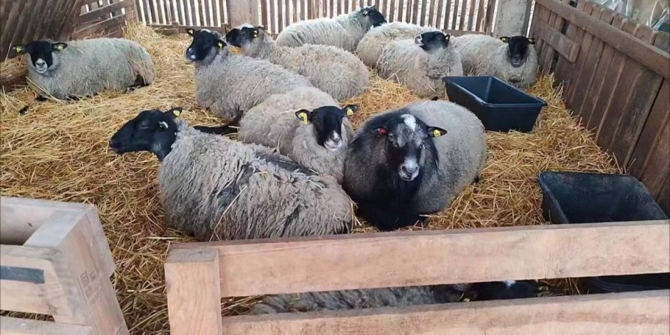 Ko bi se tome nadao: Silvija je poskočila kad je videla koliko ih je (VIDEO)