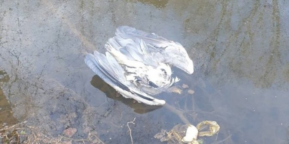 Strah se širi Užicem! Na gradskoj plaži leže mrtve ptice, zaraza ili slučajnost?!