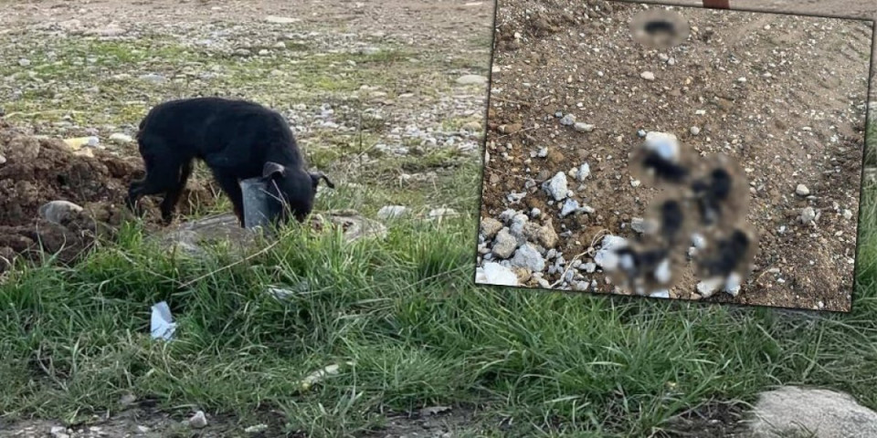 Užas u Loznici! Zver od čoveka strpala štence u džak i vezala ih keruši oko vrata (VIDEO)