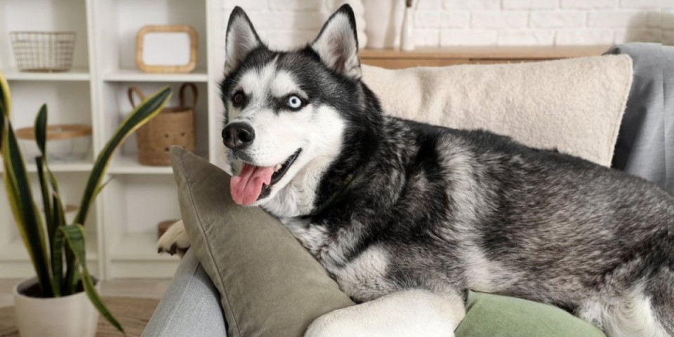 Haski zanovetanjem nasmejao internet: Dramatičan pas reakcijom zapalio mreže (VIDEO)