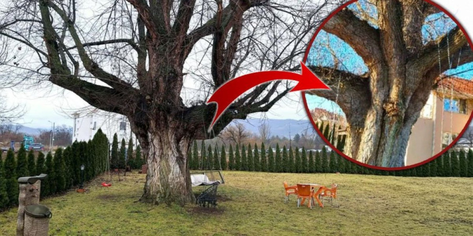 Da ne poveruješ: Misteriozni lik starca pojavljuje se na stablu crne topole u jednom niškom naselju