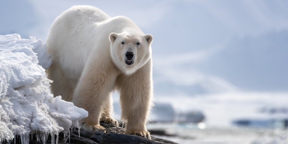 Naučnici šokirani: Polarni medvedi ne prestaju da se goje - Ovo je razlog