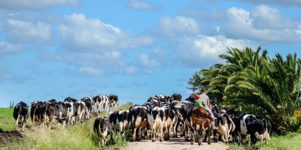 Ako otputujete u ovu zemlju, nemojte da se iznanadite: Ima više krava nego ljudi - nije Indija (FOTO)