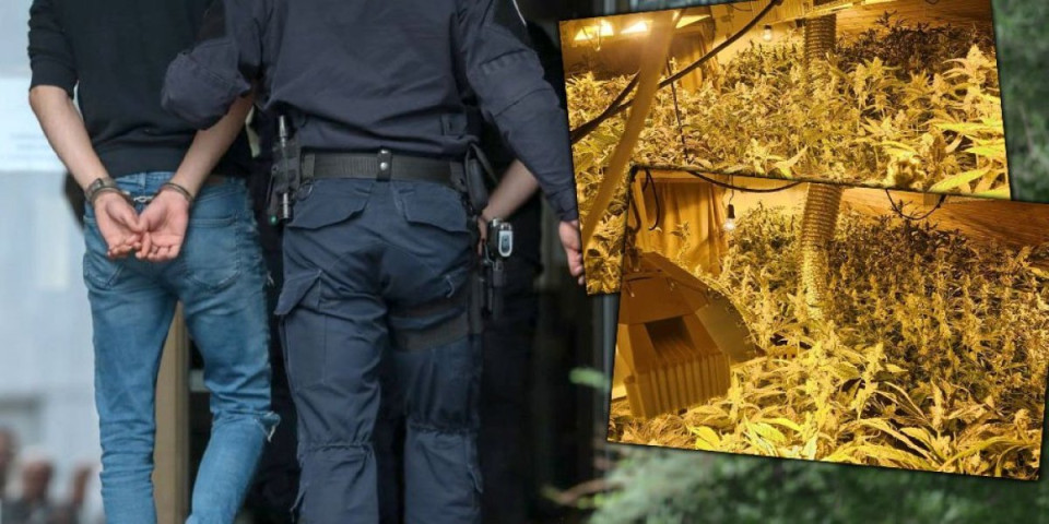 Otkrivena plantaža marihuane kod Čačka: Policija pronašla laboratoriju marihuane (FOTO)