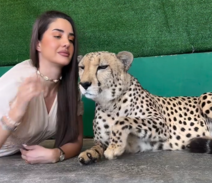 Opasna zverka je prestravila: Anđela mazila geparda, a onda joj je u sekundi nestao osmeh sa lica (VIDEO)