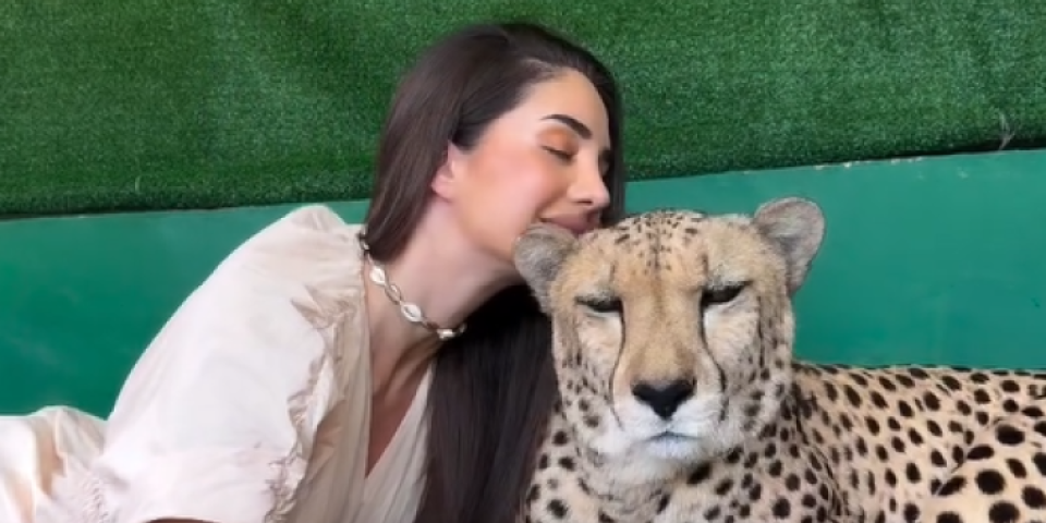 Opasna zverka je prestravila: Anđela mazila geparda, a onda joj je u sekundi nestao osmeh sa lica (VIDEO)