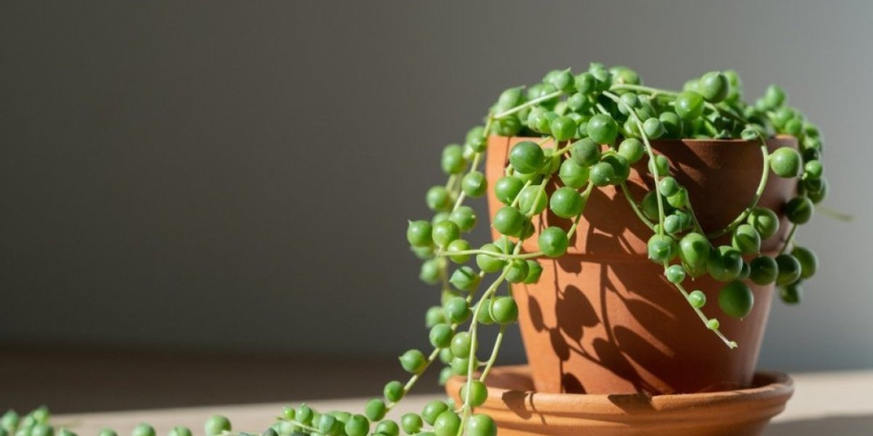 Biljka brojanica donosi sreću u dom: Zahteva minimum pažnje i jednostavno se neguje (FOTO)