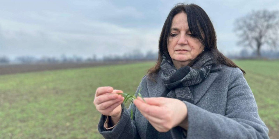 Ratari očekuju odgovor: Evo u kakvom je stanju pšenica nakon temperaturnog rolerkostera