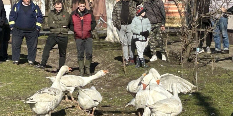 Leti perje na sve strane: Potukli se na sred ulice a ostali samo gledaju (VIDEO)