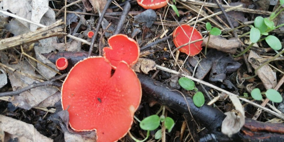 Da li znate šta je ovo: Nećete verovati za šta su to koristile naše bake