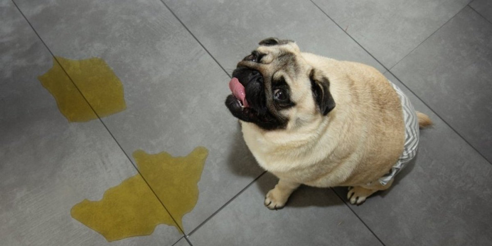 Domaći rastvor uklanja miris psećeg urina ko od šale: Provereno radi, a ne košta ni dinara