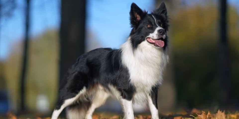 Pas čuva stado plišanih igračaka: Snimak zapalio mreže - ljudi gledaju i ne veruju (VIDEO)