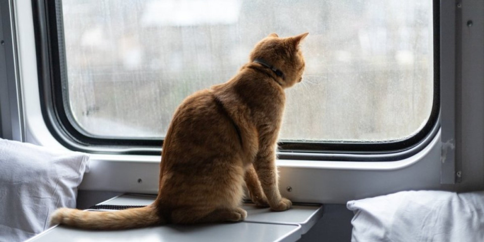 Mačka sama putovala vozom kroz Nemačku: Policija je uhvatila, pa zvala vlasnike