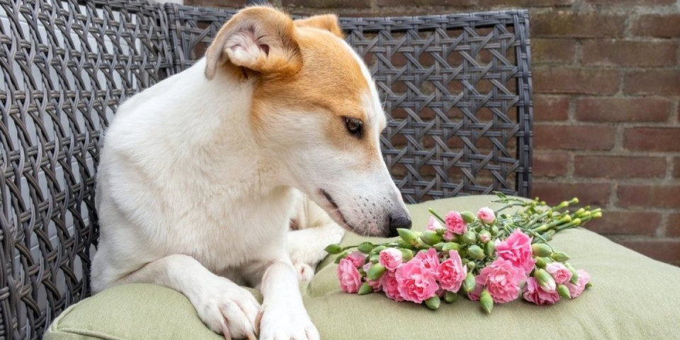 Opasnost vreba za Dan zaljubljenih: 5 vrsta popularnog cveća su otrovne za pse - vodite računa